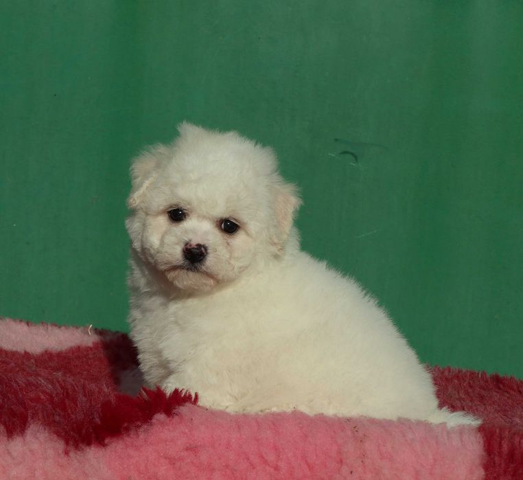 Bichon Frise deosebi cu pedigree FCI