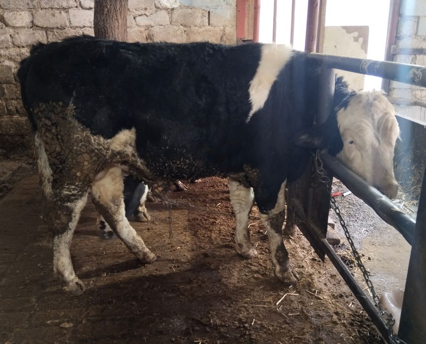 Buqacha, buqa бык