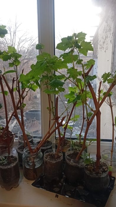 Рассада винограды