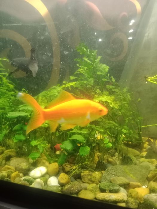 Аквариумные рыбки