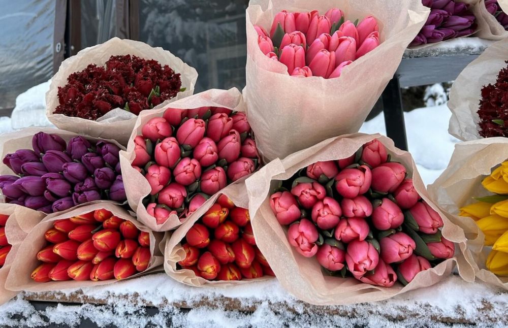 Тюльпаны опт по Караганде и ближайшей области ( только пред заказ )