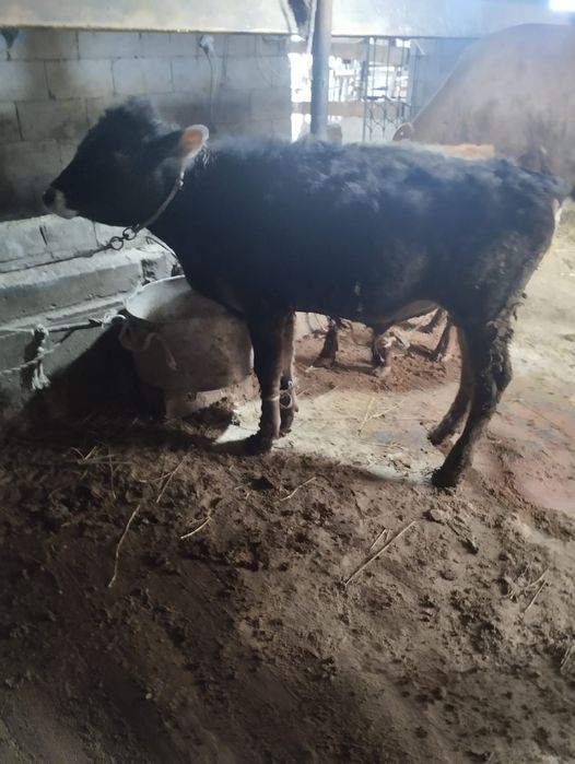 Продам бычка 6 месяцев