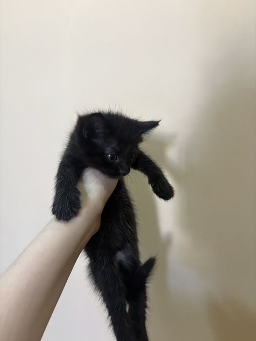 Котята в хорошие руки бесплатно
