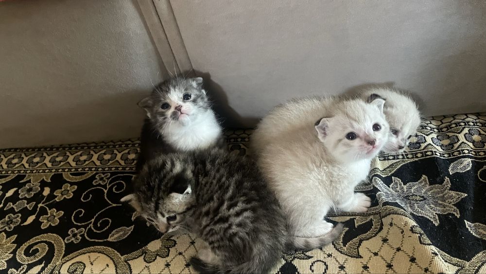 Котята скоттиш страйт и фолд