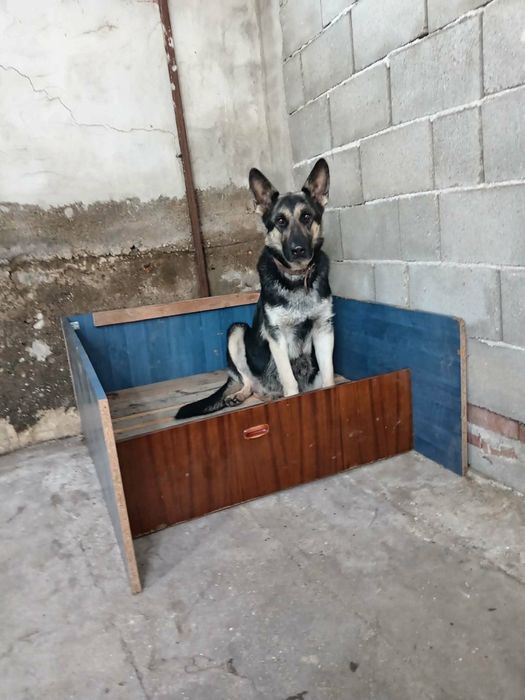 Продавам кученца