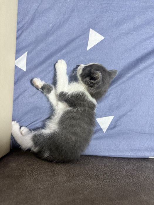 Отдам котика в добрые руки