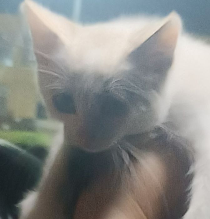 Котенок малыш в добрые ручки