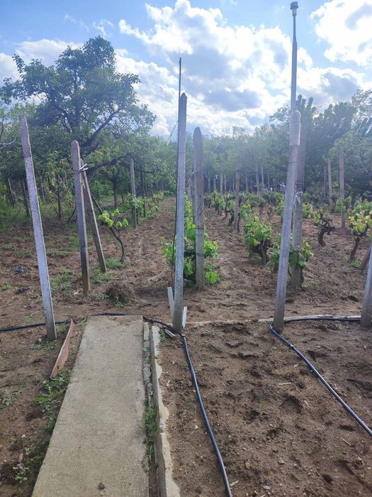 Вила с дворно място