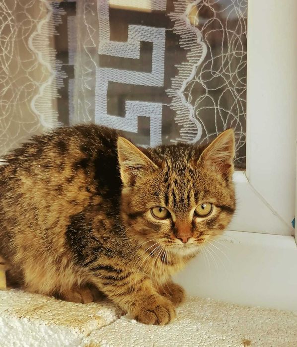 DONEZ pui de pisica,in Suceava