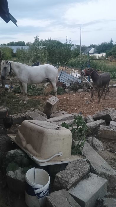 Vând măgar mascul de 3ani