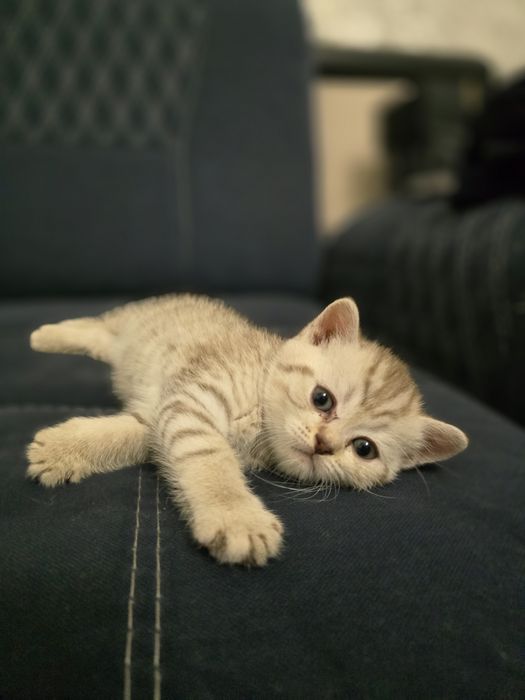Британская короткошёрстная шиншилла