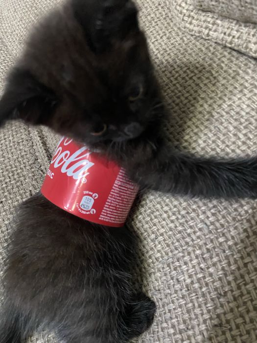 Котенок бесплатно 2,5 месяца