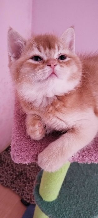 Златни чинчили шотландски котенца