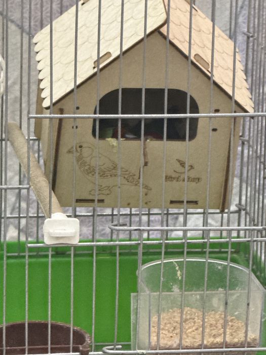 Гульда амадин пара