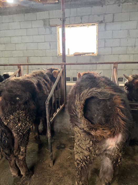 5 быков 2 телки в круг только