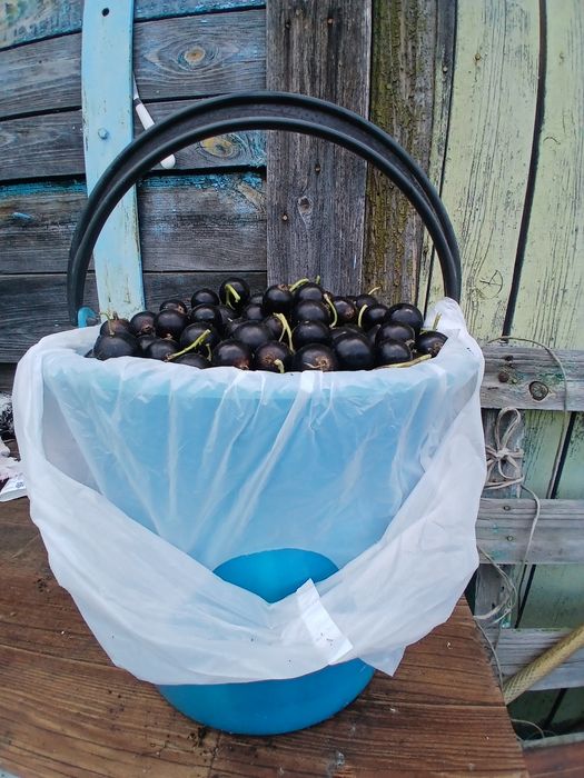 Смородина со своей дачи