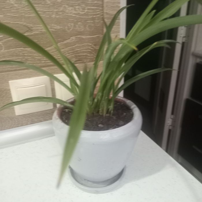 Цветы комнатные продам