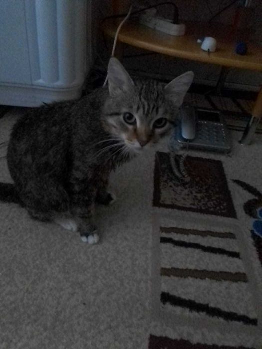 Пропал кот кличка Кисульян(Кисулька)