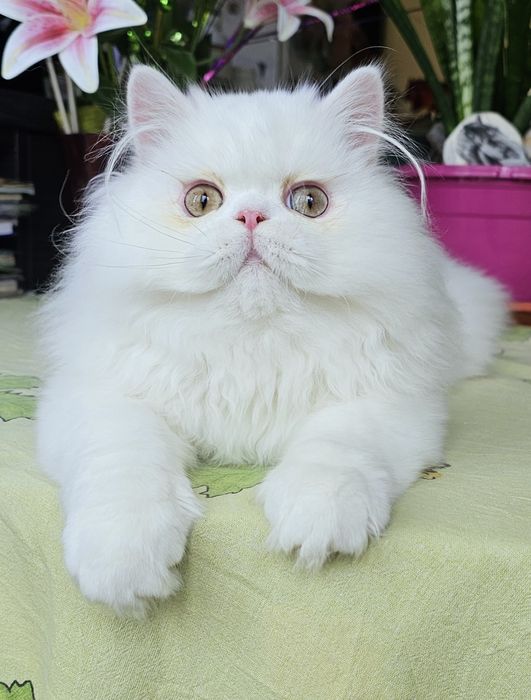 Персийско котенце