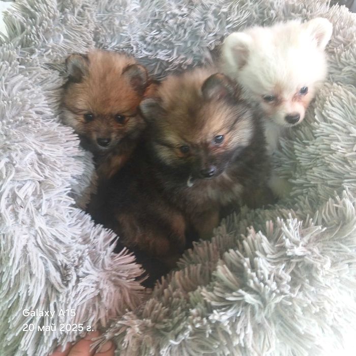 Продавам пумераншпиц