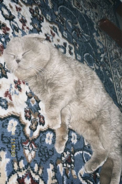 Кошка шатланское