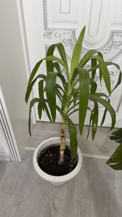 Пальма Юкка взрослое растение