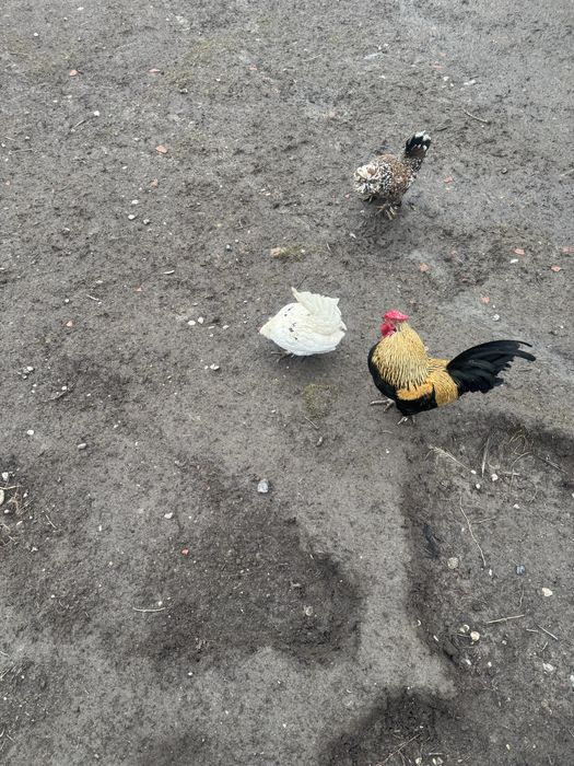 Vand oua incubat gainuse pitice