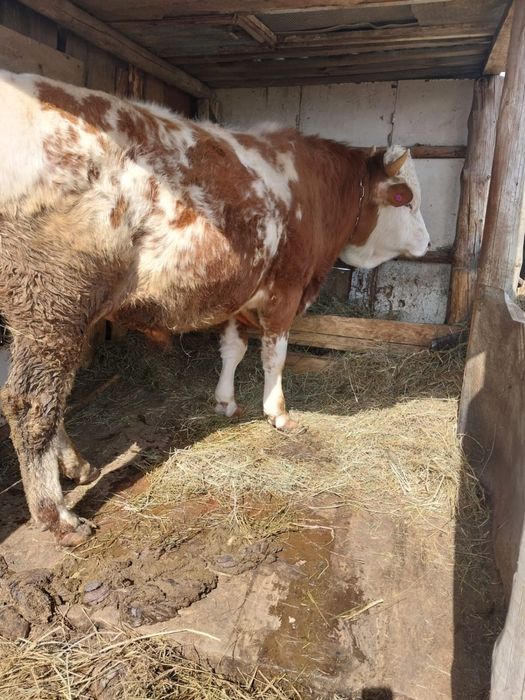 Продам быка 2 года 6 месяцев