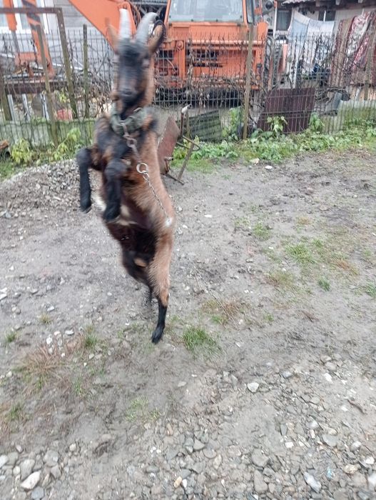 Vind țăpuc de rasă