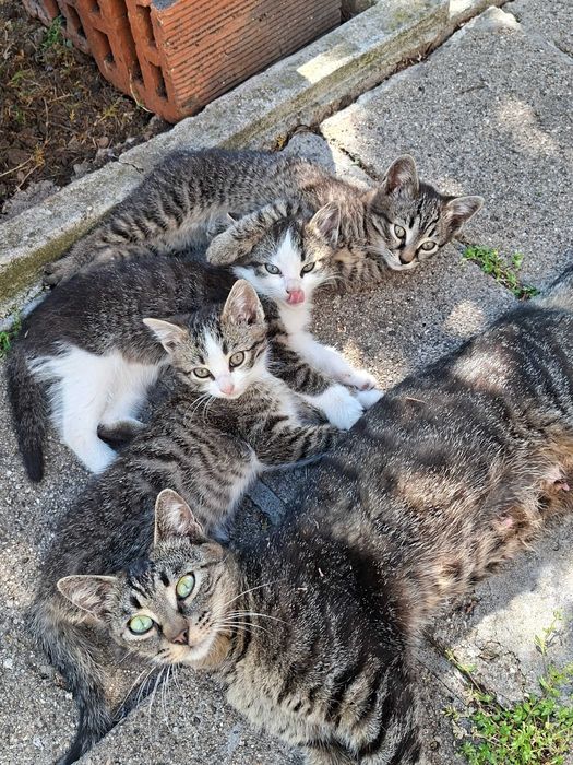Подарявам малки котета