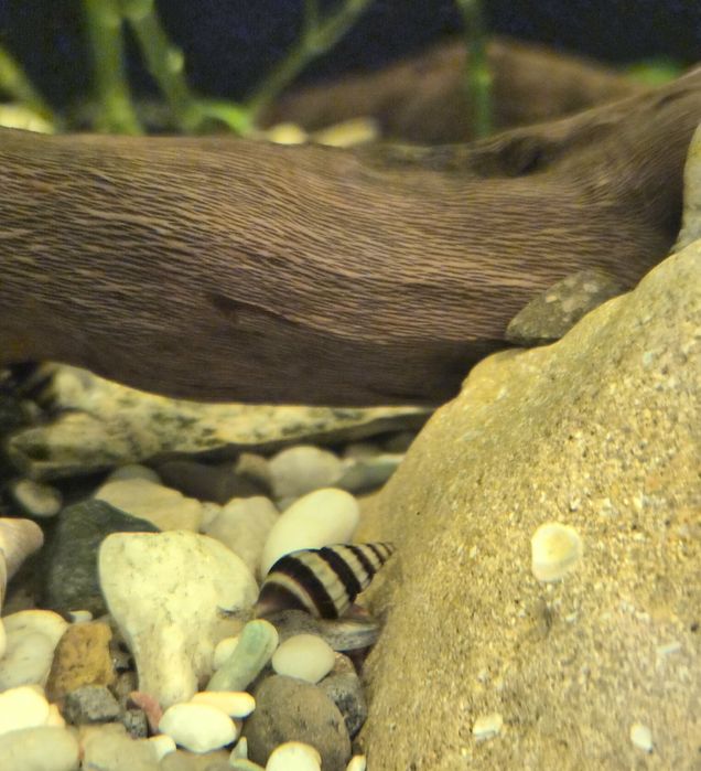 Улитка Хелена. Район военного института