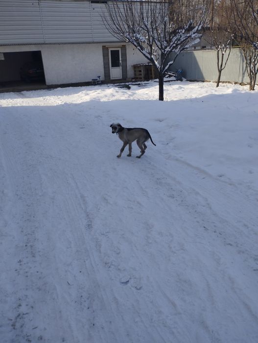 Продам щенка тазы 3.5 месяца мальчик