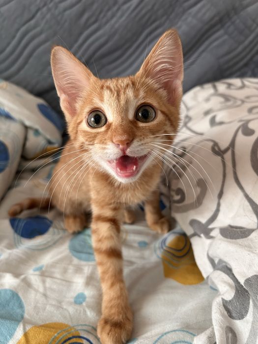 Отдам найденных котят
