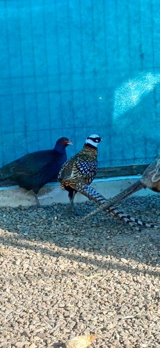 Mascul fazan regal de un an