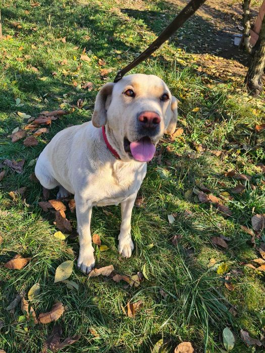 Donez Labrador femela