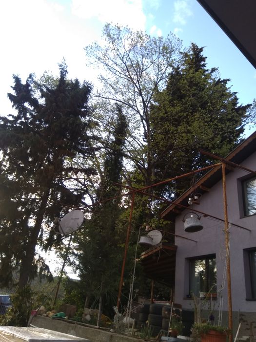 кипариси  три годишни 30 - 40 см