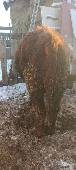 Продам бычка и тая