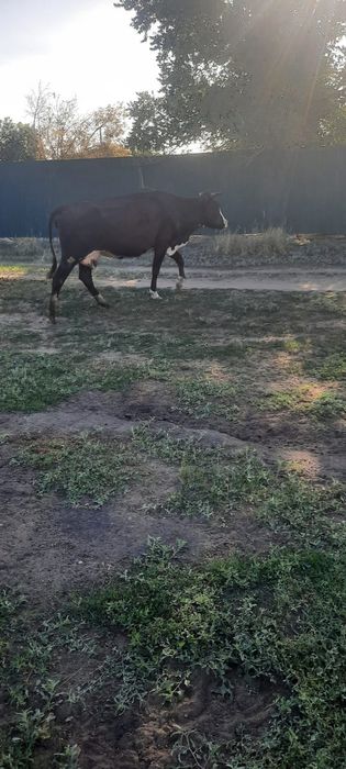 Продам крупно рогатый скот