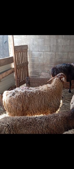 Кой тусак токты семіз сатылады