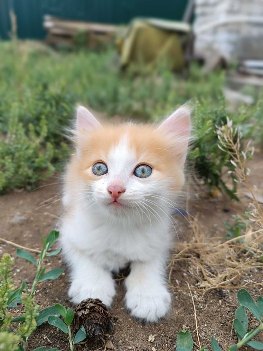 Отдам котят бесплатно