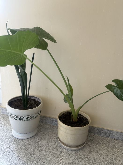 Стайно цвете трилистник