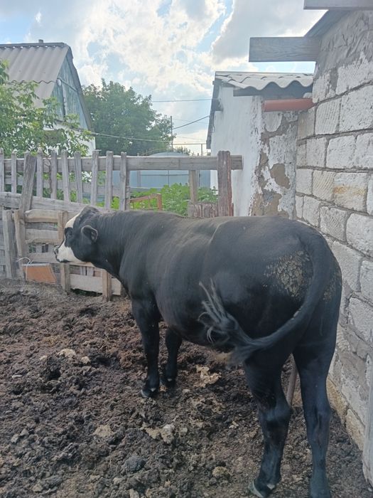 Бұқа сатылады 1,5жасар