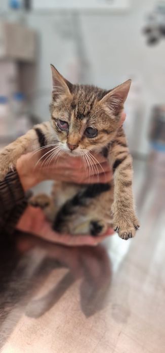 Особено коте търси особен човек