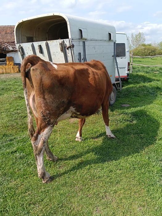 Vand 2 vaci cu lapte