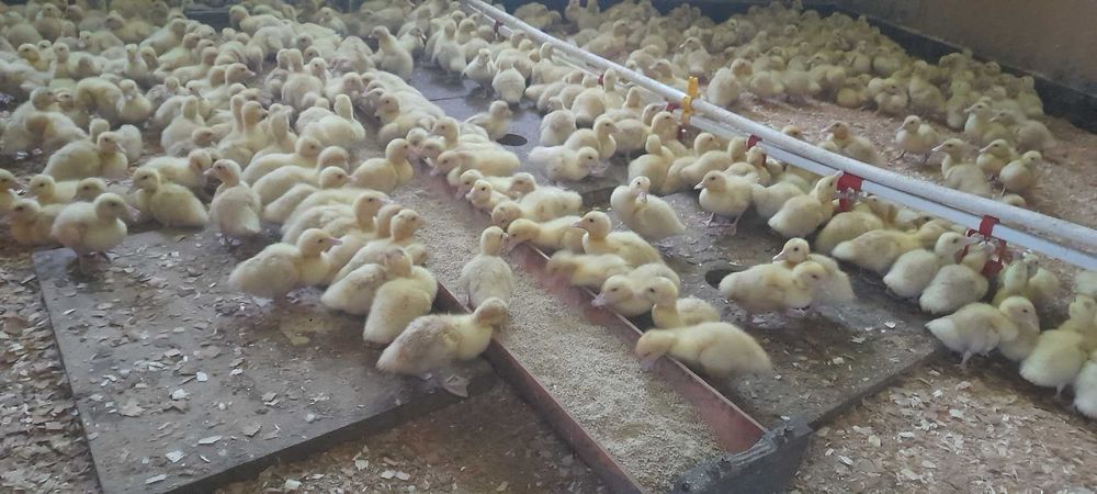 Boboci Rată Mulard si Rouen