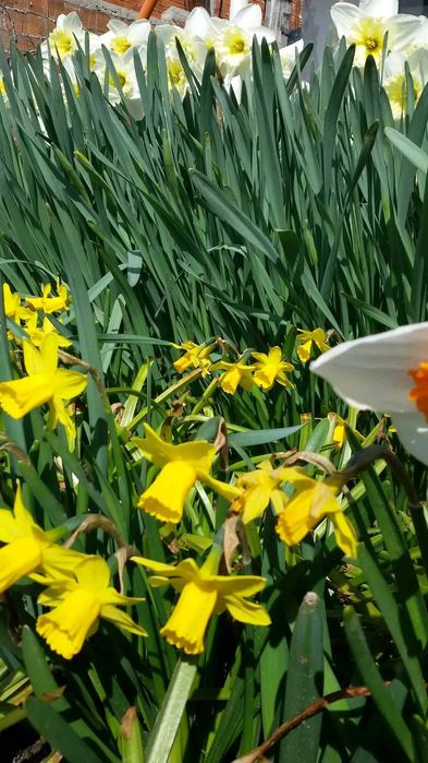 Луковици Нарцис, Зюмбюл и Минзухар