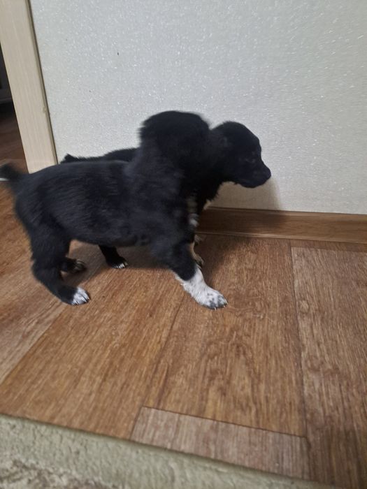 Продам щеночков.