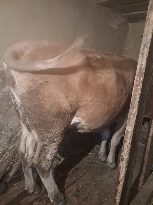 Продаются коровы