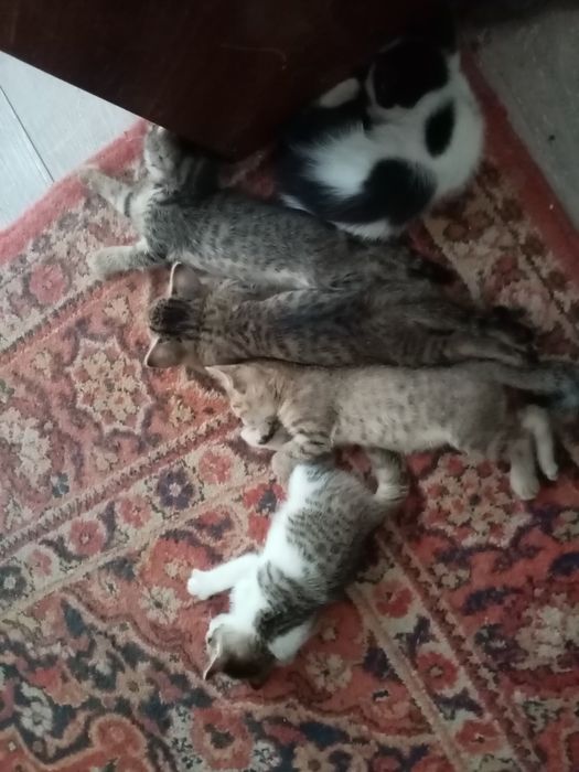 Отдам катят в хорошие руки