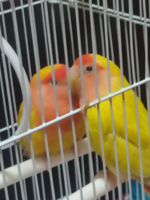 Продам Лутинов вместе клеткой домиком